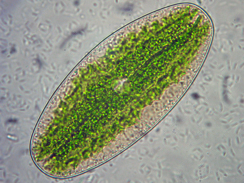 Laghetto Alpe Scaredi
